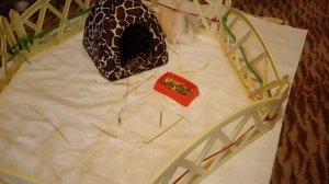 свинка заболевания/болезни морских свинок и их лечение/болезни морских свинок и их симптомы