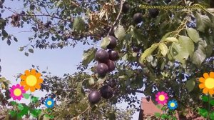 Абрикос обыкновенный Черный бархат. Краткий обзор, описание prunus armeniaca Chernyi barhat