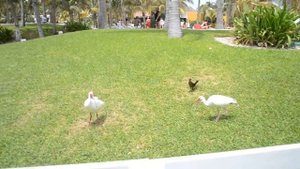 ✈️ Кормим цаплю в Мексике ✈️