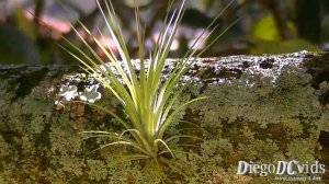 Tillandsia species Air Plants - Tilândsia (Tillandsioideae)