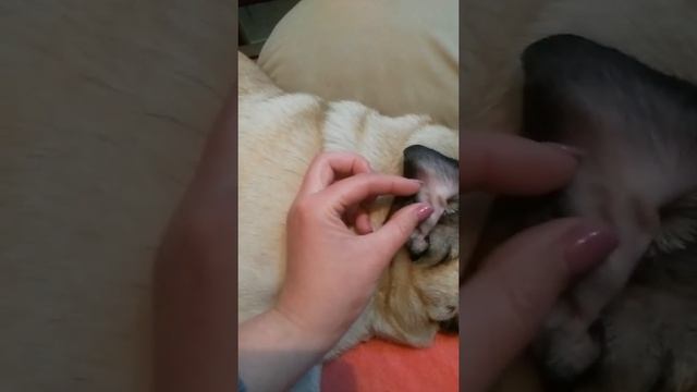 Клеим ушки мопсу ч.1 смотреть онлайн