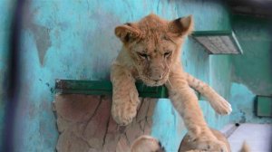 ИСТОРИЯ  ЛЬВЕНКА    АЛЕКСА !. Тайган .Крым.