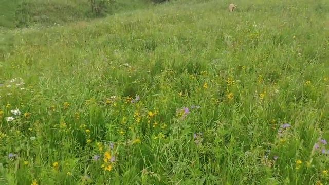 Поймали козла и зарезали.Ещё одного взяли в стадо,он молодец.Козы хорошие и глупые.Жарю перепёлок смотреть онлайн