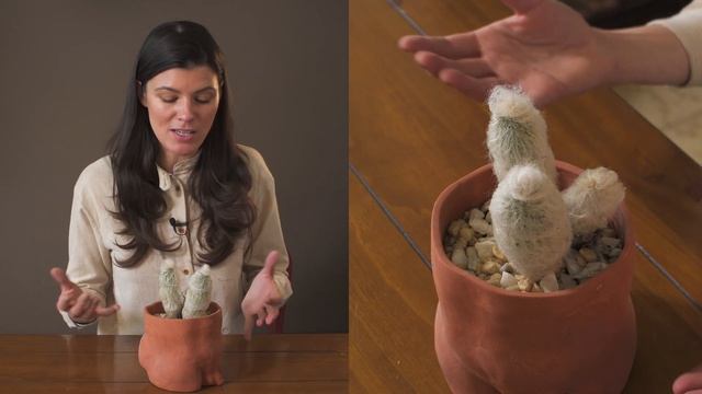 Espostoa melanostele Houseplant Care — 317 of 365 смотреть онлайн