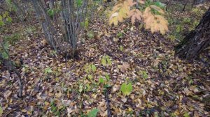 Грибы в октябре немного еще растут.