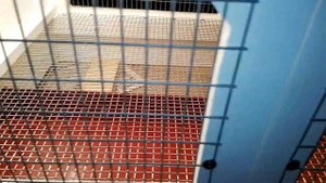 Брудер для перепелов