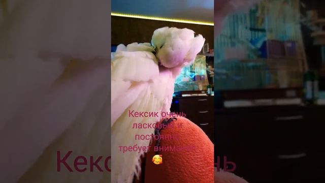 #какаду #кексик#попугай#питомцы#птицы#альба смотреть онлайн