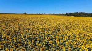 Beautiful sunflower in nature🌻🌻🌻🌻 @youtube video......