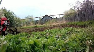 Фрезы мотоблока рубят корни или собирают.