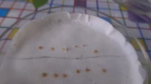 Сроки и посев физалиса пророщенными семенами на рассаду.