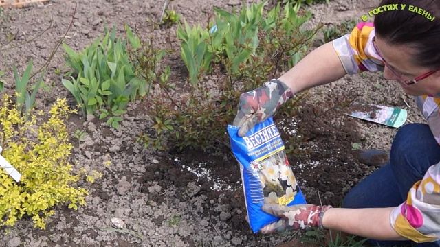ЧЕМ И КАК ПОДКОРМИТЬ КУСТАРНИКИ ВЕСНОЙ,