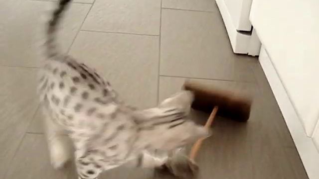 Black Silver Ocicat kitten playing смотреть онлайн