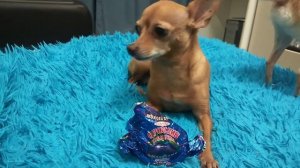 ТОЙ терьер смешное видео???