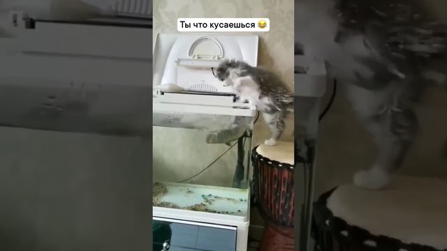 Котик и рыба