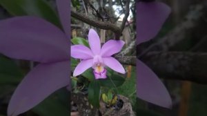 Cattleya violacea f. concolor 'Roraima'