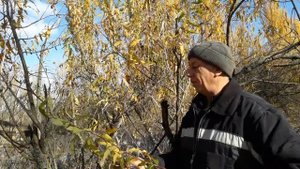 Ива для плетения Заготовка ивовых прутьев.Ива остролистная