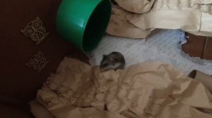 Приключения и фитнес для джунгарского хомяка Роджера. Джунгарик и кошка. Канал NikGala — Коля Галя