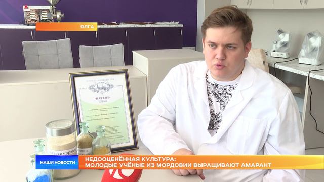 Недооценённая культура: молодые учёные из Мордовии выращивают амарант