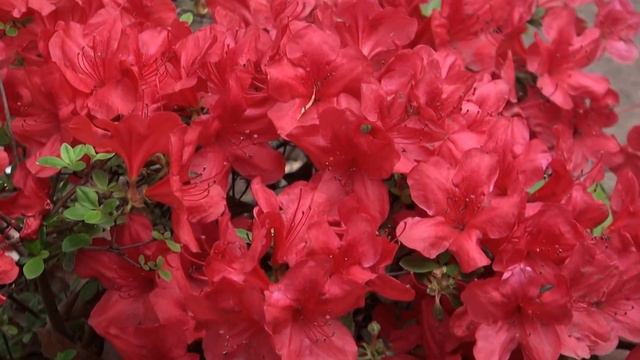 dusty miller azaleas birds thereallindatvshow смотреть онлайн