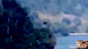 Драконы, снятые на камеру. Загадочные существа, снятые на камеру, #5.