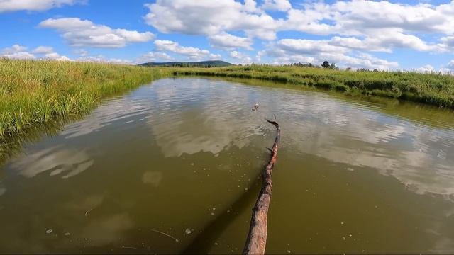 ПЕРВЫЙ ВЫХОД ПО ПТИЦЕ. ОХОТА НА УТОК И РЯБЧИКА.