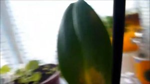 У орхидеи ФУЗАРИОЗ. Появилось доказательство. Спасаю дальше!