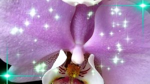 Орхидея в воде. ОРХИДЕЯ КРАСОТОЧКА.Фаленопсис Хило Лип Orchidea BEAUTY. Phalenopsis Hilo Lip.mp4