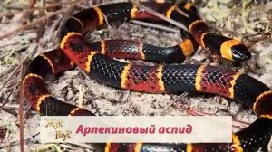 ЗМЕИ - УБИЙЦЫ. 5 Самых опасных и ядовитых змей