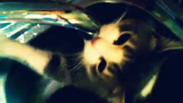 Марсик - любитель пить воду с крана..))) смотреть онлайн