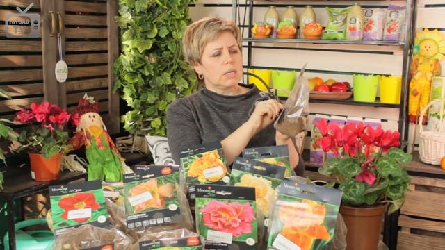 Сорта Лилейников ✅ Видеообзор самых красивых луковичных ✅ смотреть онлайн