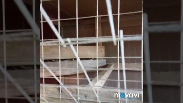 Курочка ряба ? смотреть онлайн