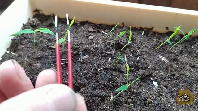 Выращивание бамбука Мосо (Phyllostachys edulis Moso) из семян. смотреть онлайн