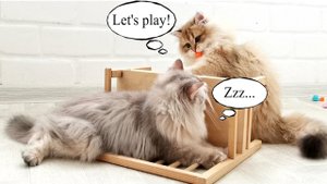 Котята золотые шиншиллы_ возраст 4 месяца _ Две сестры не хотят спать _ Время играть.mp4