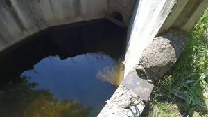 выращивание малька карпа . облов пруда