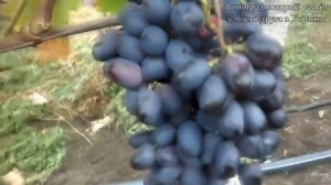 Виноград (Орион)