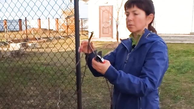 Как выбрать секатор / Обзор моих инструментов