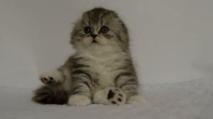 Шотландский длинношерстный вислоухий котик (хайленд фолд)