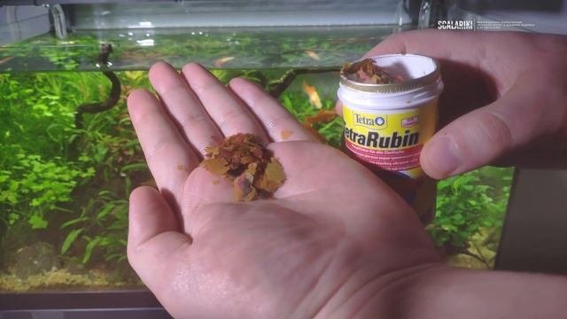 Меченосец. Содержание, кормление, разведение, размножение. Часть 1