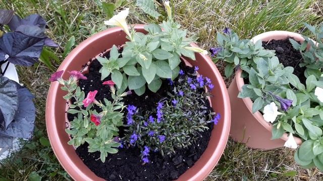 ЦВЕТЫ РАСТУТ - ЧЕРЕЗ НЕДЕЛЮ ОТПУСК , УРА ! )))?? смотреть онлайн