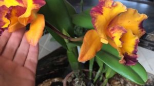 Свет для орхидей Каттлея Momilani Rainbow меняет окраску снова. Цветение орхидеи при разных условия