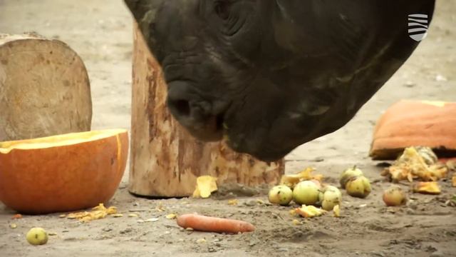 Как в Таллиннском зоопарке отметили День носорога смотреть онлайн