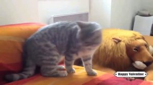 Приколы с котами и смешная ОЗВУЧКА животных – приколы 2019 PSO