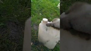 Дедовский метод очистить питьевую канистру без химии!!!