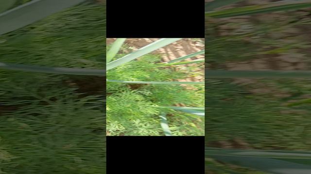 Обход моего любитель ского огородика))))
