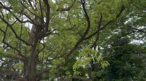 Япония 2023: Нара, Канадзава и Сиракава-го. Объекты наследия ЮНЕСКО.