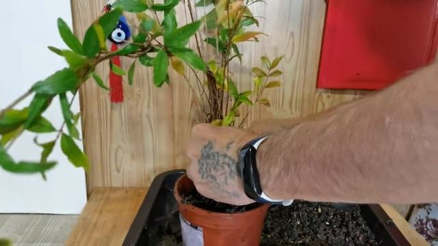 1.Как быстро утолщить ствол бонсай часть 1 How to quickly thicken a bonsai trunk_.