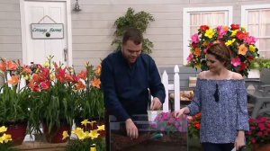 Cottage Farms 4-piece Shady Days Hardy Geranium Collection on QVC