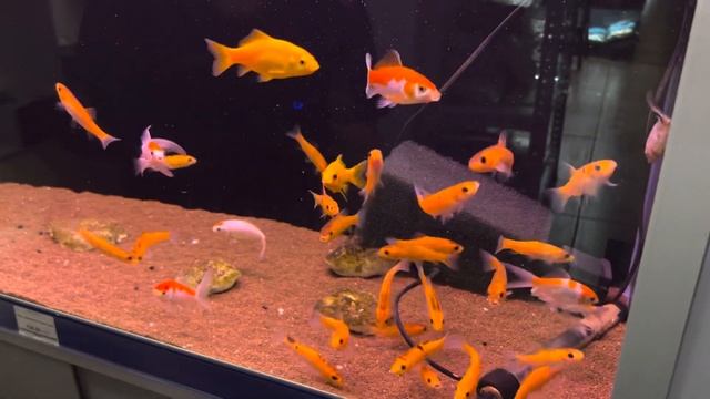 Карпы кои, красные караси, золотой линь и другие. Прудовые новости смотреть онлайн