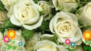 Роза кустовая Сноуфлейк. Краткий обзор, описание характеристик, где купить саженцы rosa Snowflake