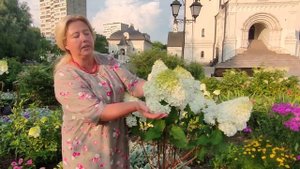 Гортензия на штамбе за один сезон! Легко и просто!